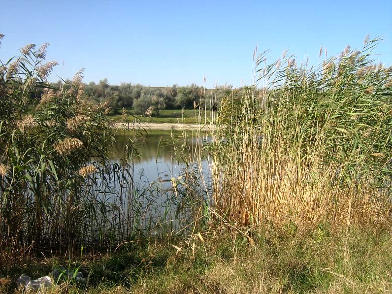 Природа на даче, фото. Сынжера